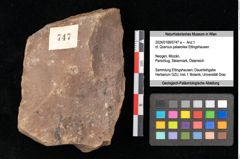 Foto (Objekt + Etikett) von Quercus cf. palaeoilex Ettingshausen (NHMW-GEO-2024-0188-0747a)